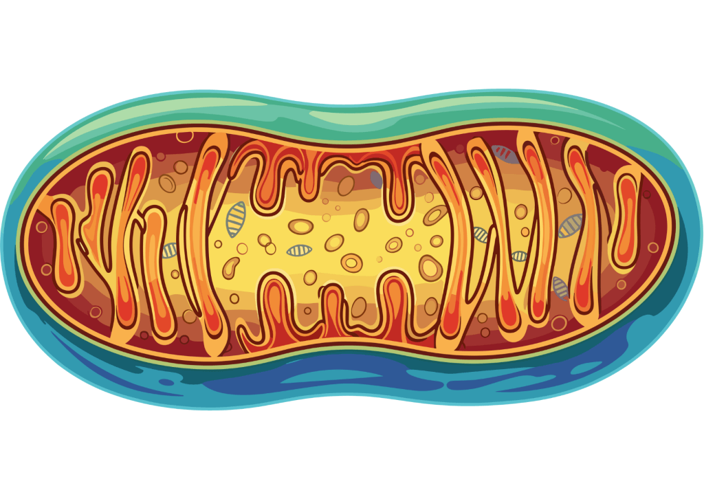 une mitochondrie, centrale énergétique du corps